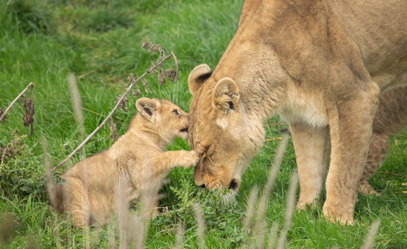 Lion cub resting head and paw against mother's head at Noah's Ark Zoo Farm